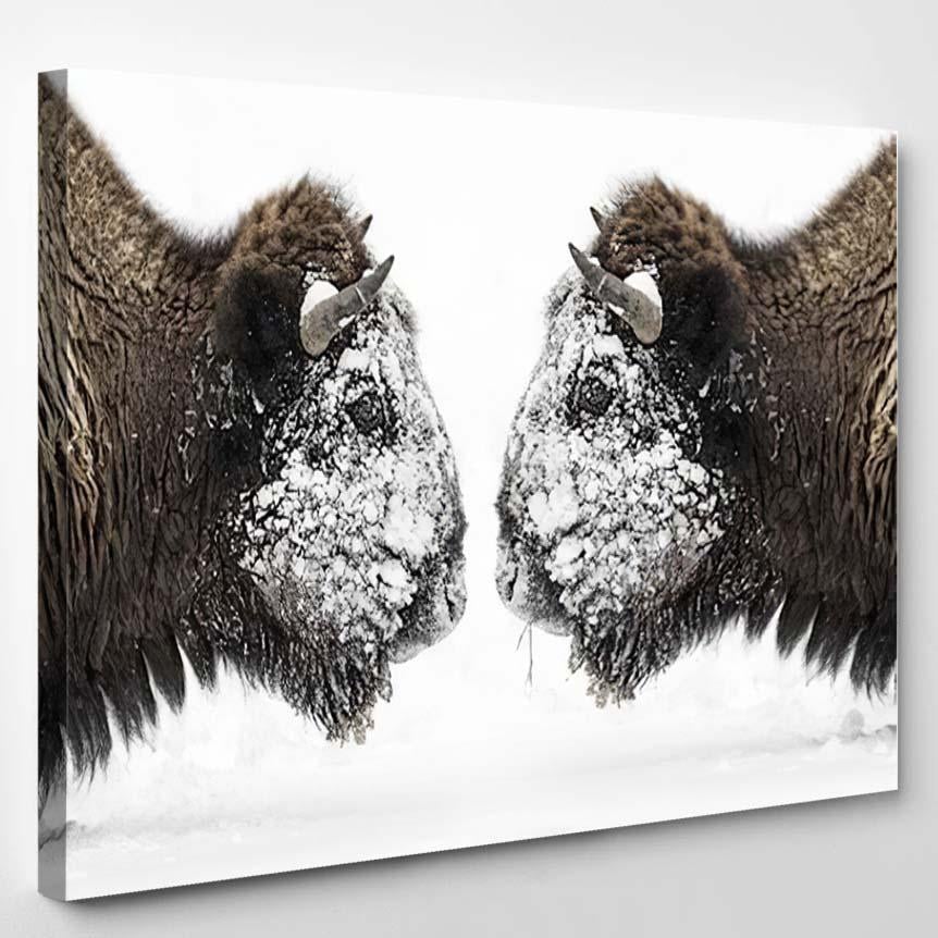 Two Bull Bison Face – Bison Animals Canvas Print