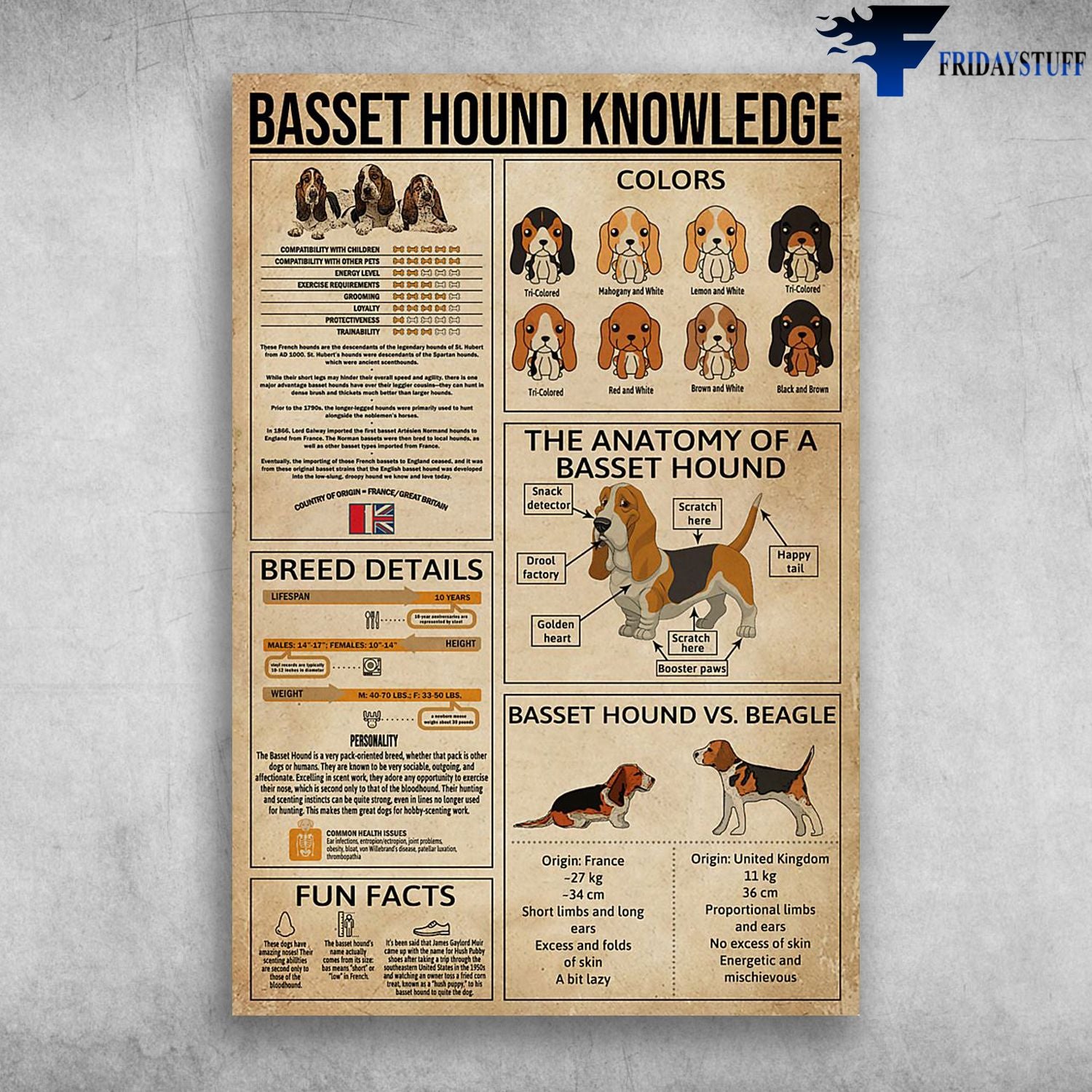 Basset Hound Knowledge The Anatomy Of A Basset Hound Canvas Christmas Gift Ideas