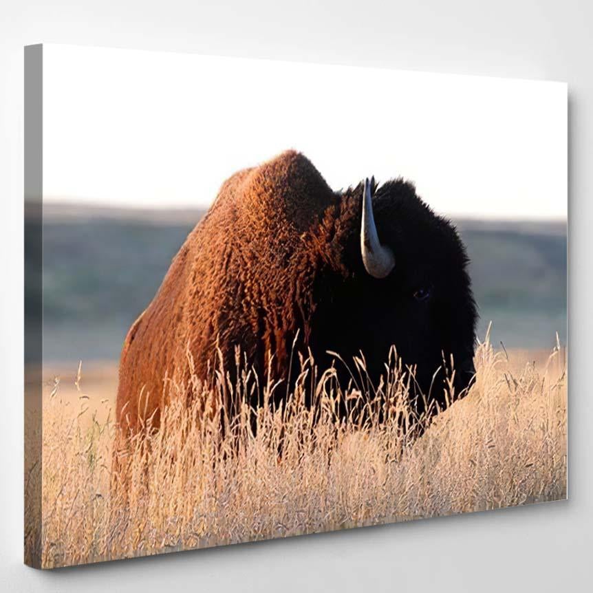 American Bison Prairie Reserve Eastern Montana – Bison Animals Canvas Print