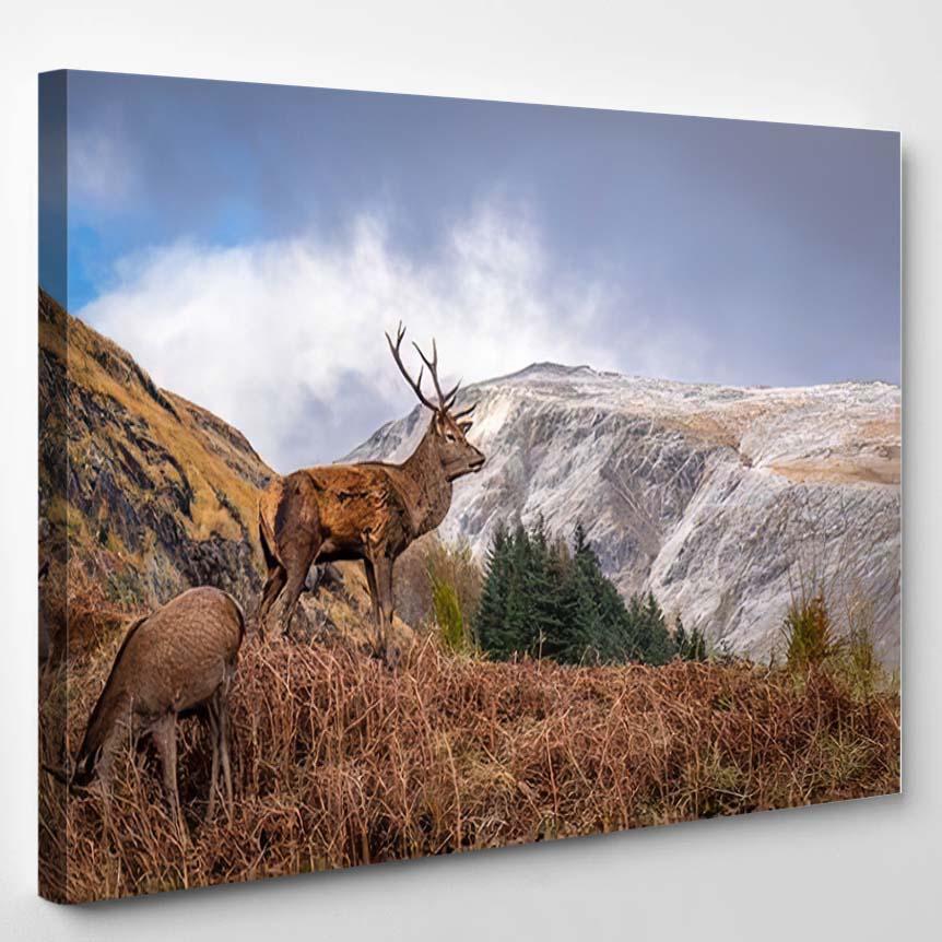 Stag Glen Etive Ballachulish Dramatic Highlands – Deer Animals Canvas Print