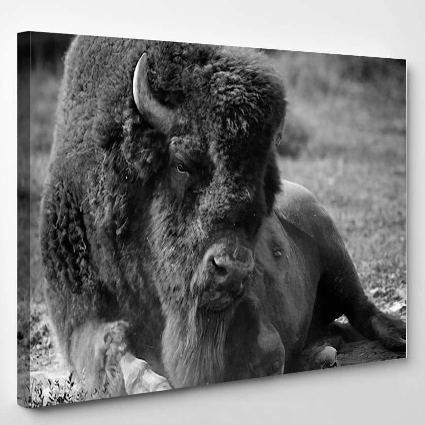 American Bison Buffalo Black White – Bison Animals Canvas Print