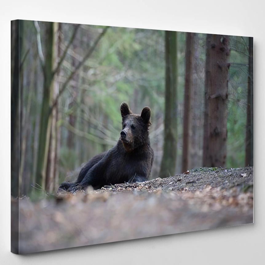 Young Broown Bear Ursus Arctos Looking 1 – Bear Animals Canvas Print