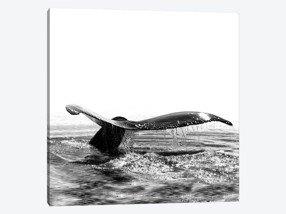 Whale Song I Iceland Black And White Square Canvas Poster 8″x12″ 12×18″ 18″x26″ 24″x36″ 30″x45″