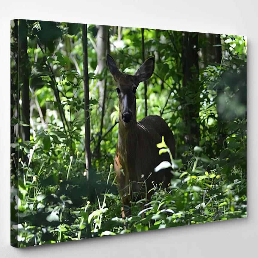 White Tail Deer Hiding Forest – Deer Animals Canvas Print