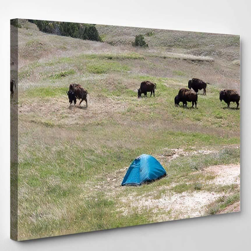 Wild Bison Getting Close Tent Wilderness – Bison Animals Canvas Print