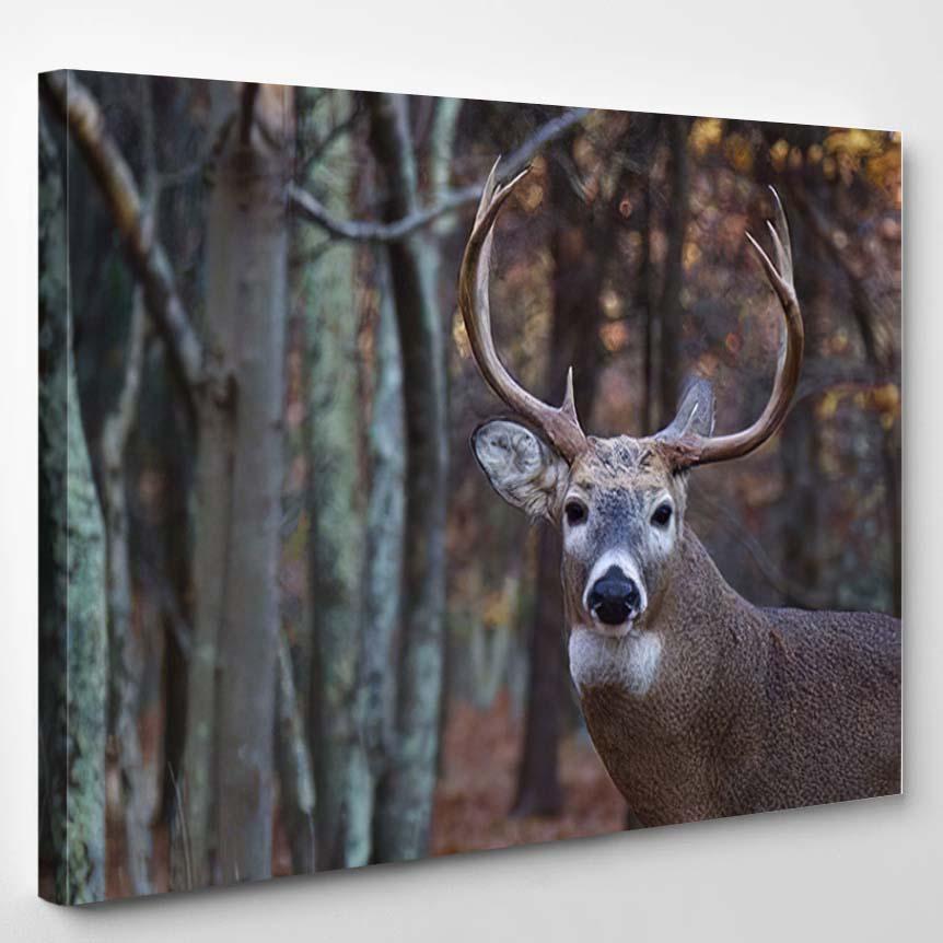 Whitetail Buck Deer Portrait Woodland Background – Hunting And Fishing Canvas Print