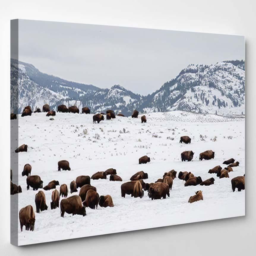 Yellowstone Bison Winter Snow 2 – Bison Animals Canvas Print