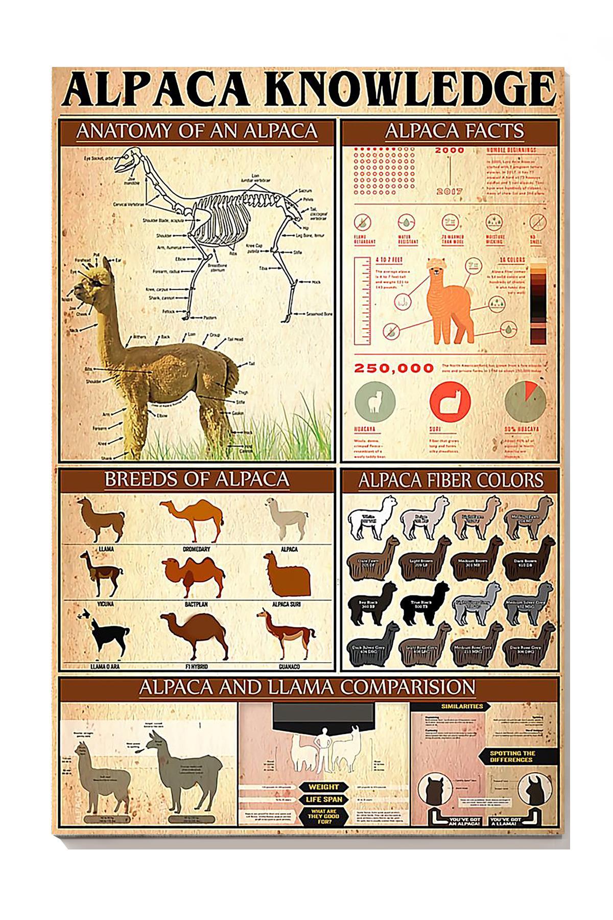 Basic Information About Alpaca Animal Knowledge For Homeschool Nusery Kids Bedroom Decor Canvas