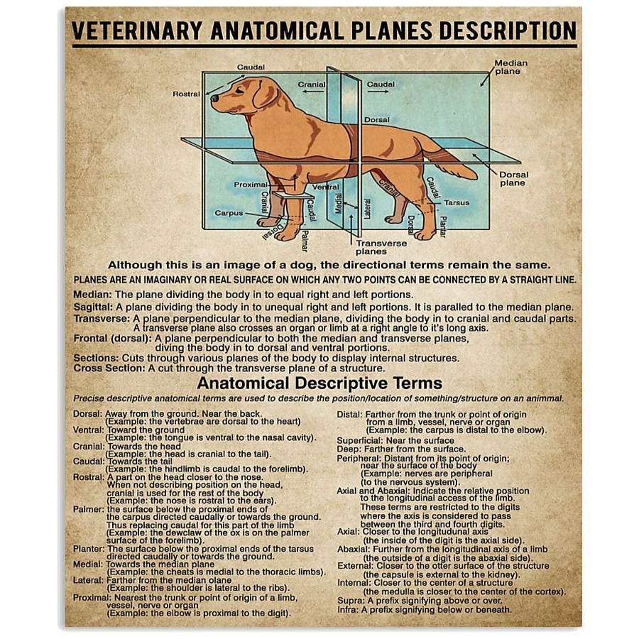 Veterinary Anatomical Planes Description Custom Design For Dog Lovers ...