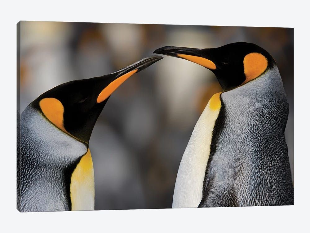 Antarctica, South Georgia, King penguin pair Canvas Poster 8″x12″ 12×18″ 18″x26″ 24″x36″ 30″x45″