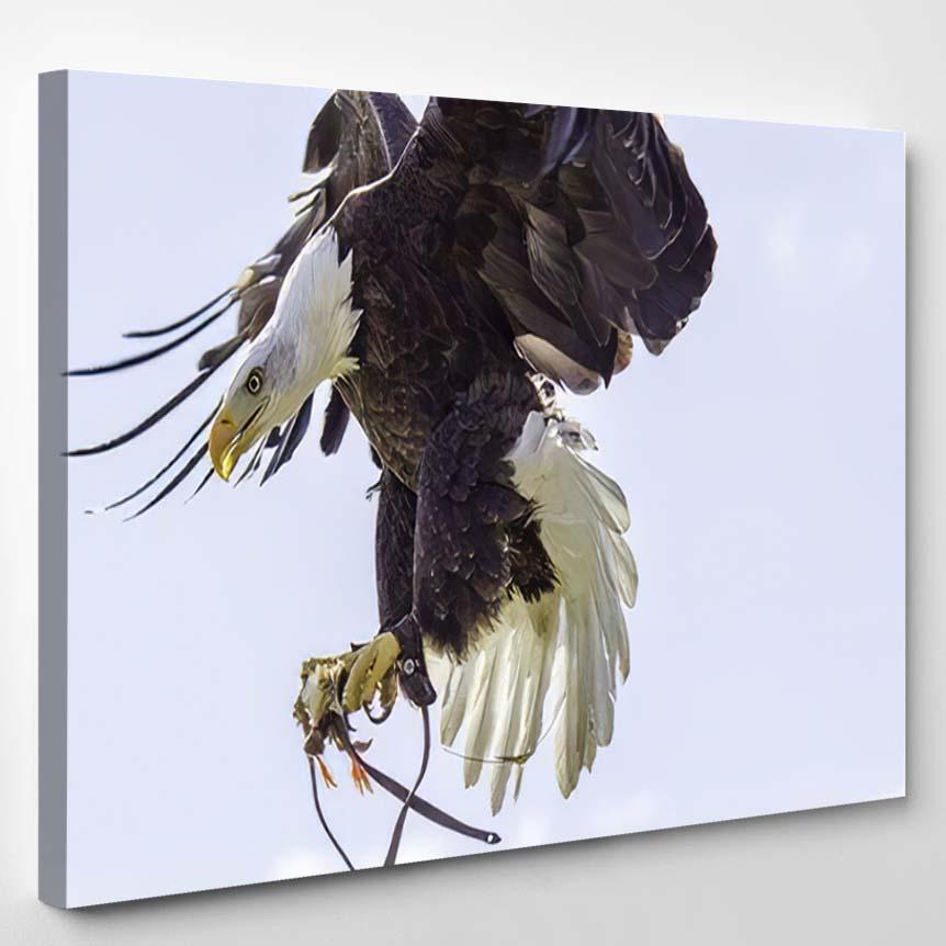 Amazing Falconry Display This American Bald – Eagle Animals Canvas Print