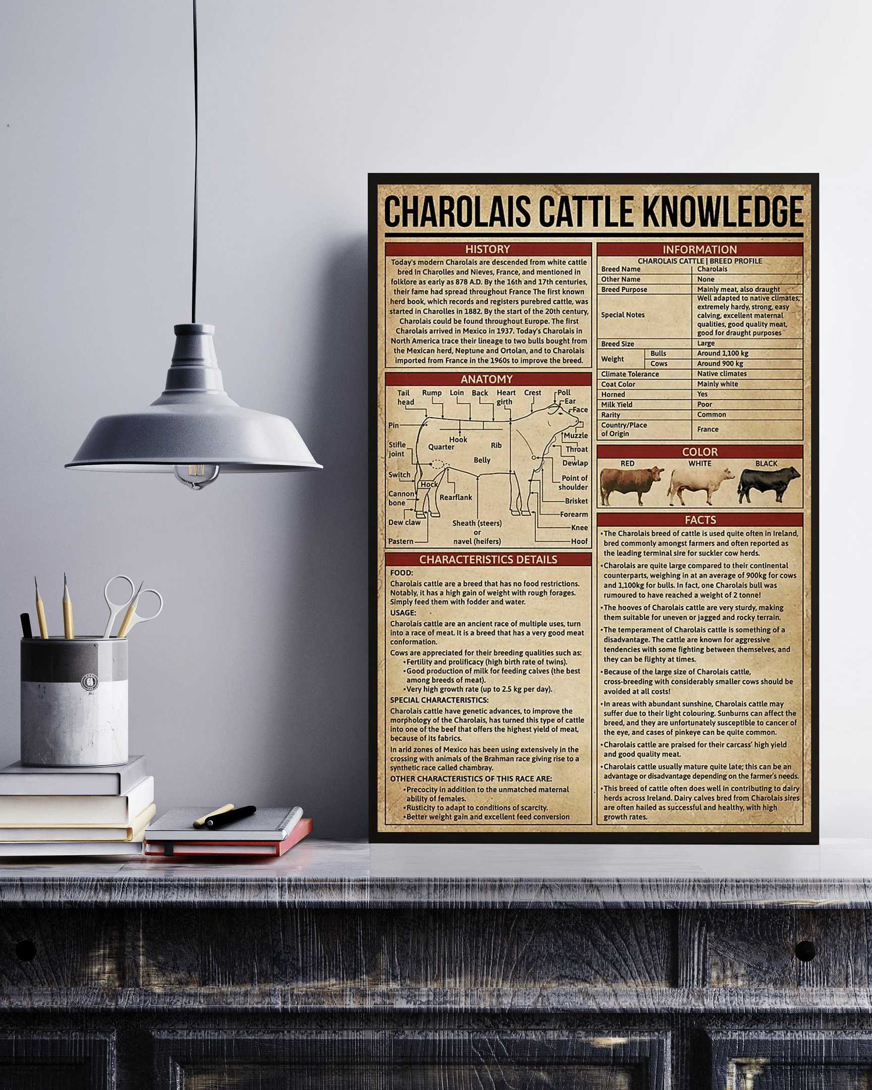 Vibesprints Charolais Cattle Knowledge Canvas Prints Poster Wall Art Decor