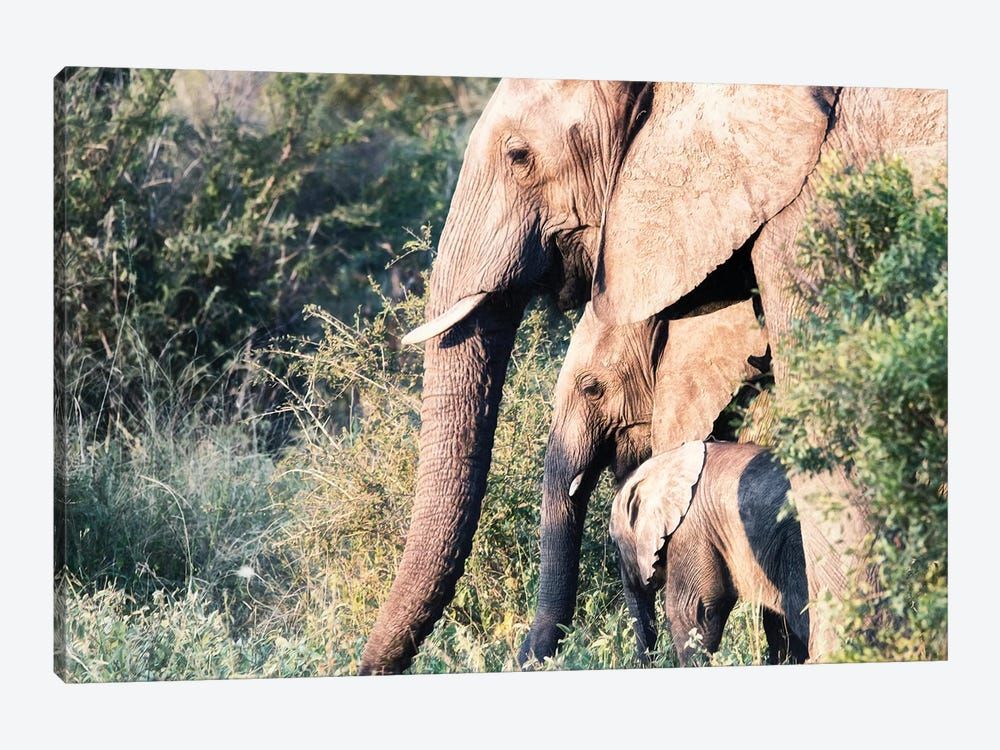 Elephant Trio Canvas Poster 8″x12″ 12×18″ 18″x26″ 24″x36″ 30″x45″