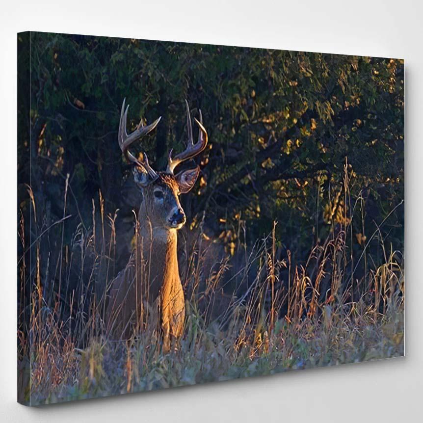 Whitetailed Deer Buck Huge Neck Early – Deer Animals Canvas Print