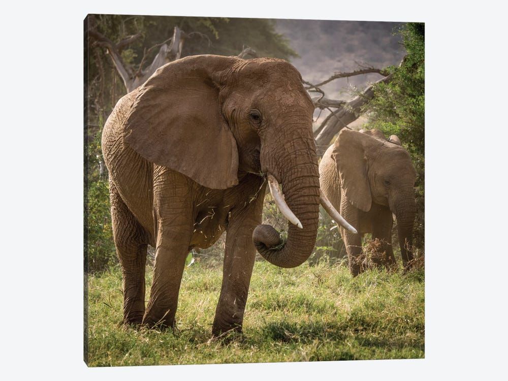 Africa, Kenya. African elephants feeding. Canvas Poster 8″x12″ 12×18″ 18″x26″ 24″x36″ 30″x45″