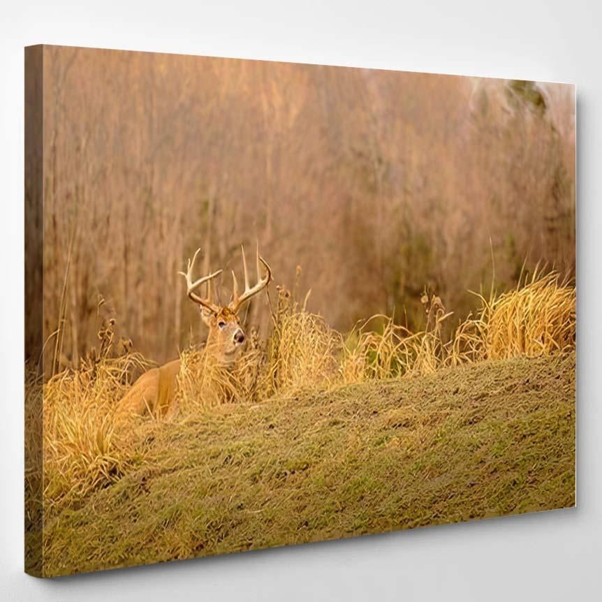 White Tail Deer During Hunting Season – Deer Animals Canvas Print