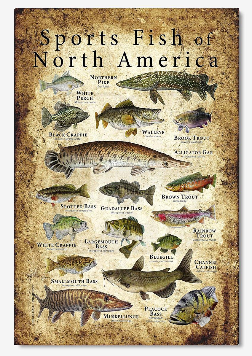 Sports Fish Of North America Animal Wall Art Gift For Animal Researcher Scientists Poster