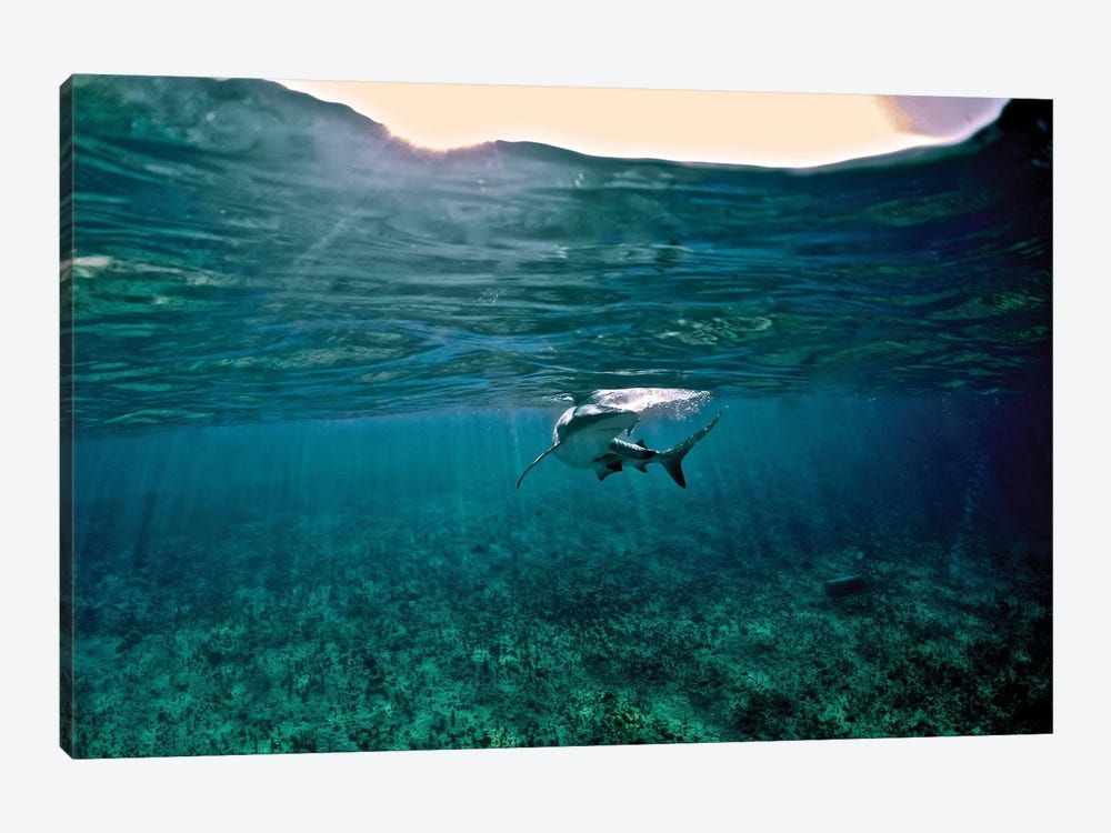 Caribbean Reef Shark, Grand Cay, The Bahamas Canvas Poster 8″x12″ 12×18″ 18″x26″ 24″x36″ 30″x45″