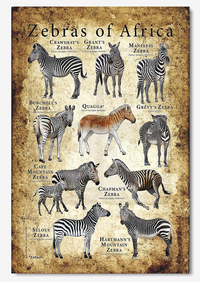 Zebras Of Africa Animal Wall Decor Gift For Explorer Zoologist Poster