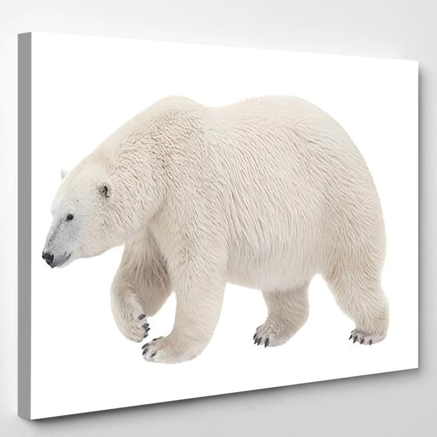 Polar Bear Isolated On White Background 1 – Bear Animals Canvas Print