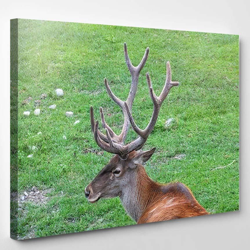 Portrait Adult Red Deer Big Horns – Deer Animals Canvas Print