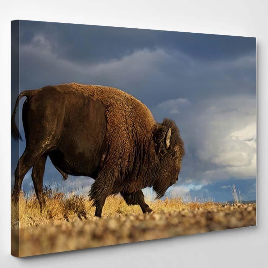 American Bison K Buffalo Walking Across – Bison Animals Canvas Print