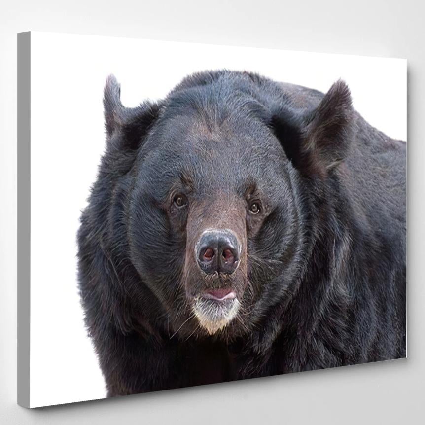 Portrait Asiatic Black Bear Tibetan Himalayan – Bear Animals Canvas Print