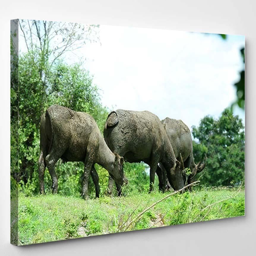 Thai Buffalo Eating Grass On Mound – Bison Animals Canvas Print