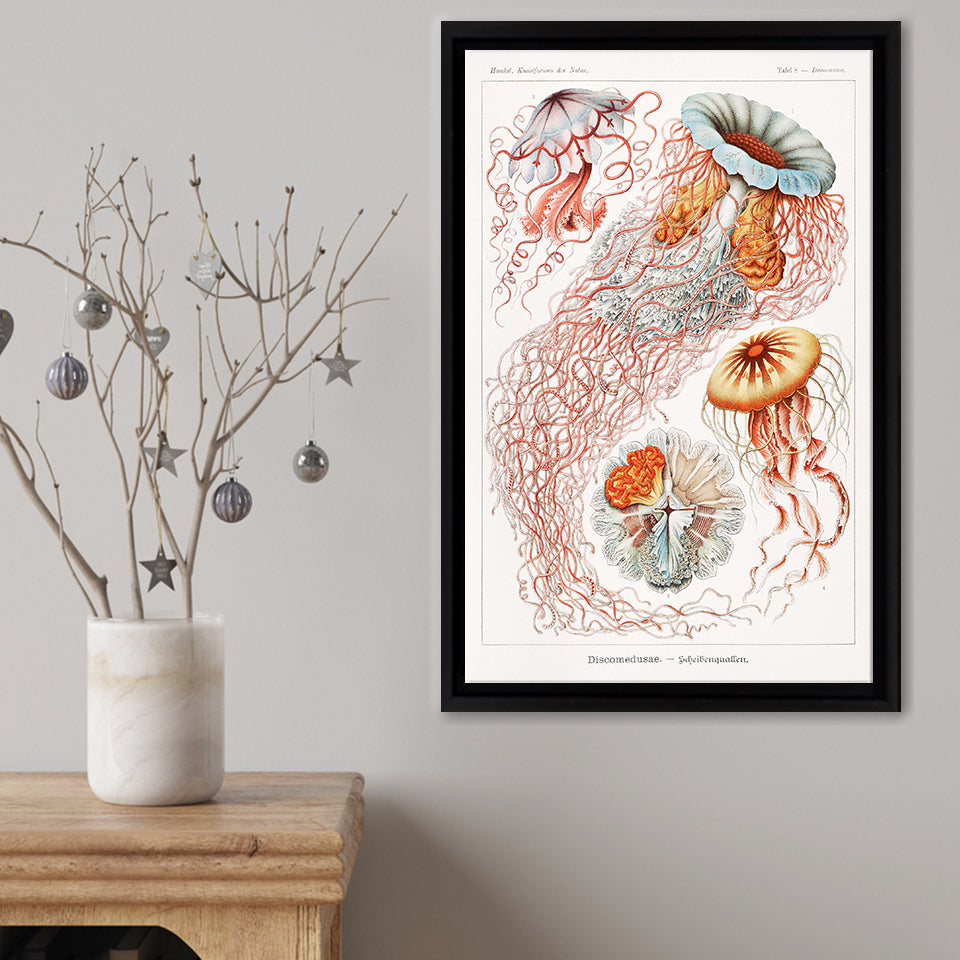 Discomedusae Framed Canvas Print – Canvas Painting, Canvas Art, Wall Art, Wall Decor