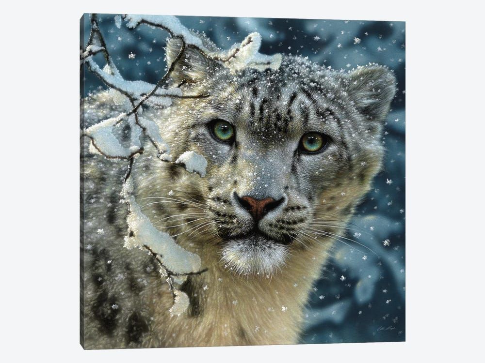 Snow Leopard, Square Canvas Poster 8″x12″ 12×18″ 18″x26″ 24″x36″ 30″x45″