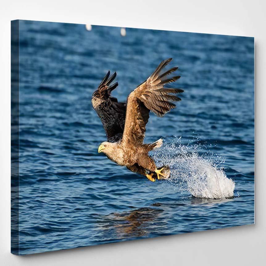 Whitetailed Eagle Haliaeetus Albicilla Just Has 3 – Eagle Animals Canvas Print