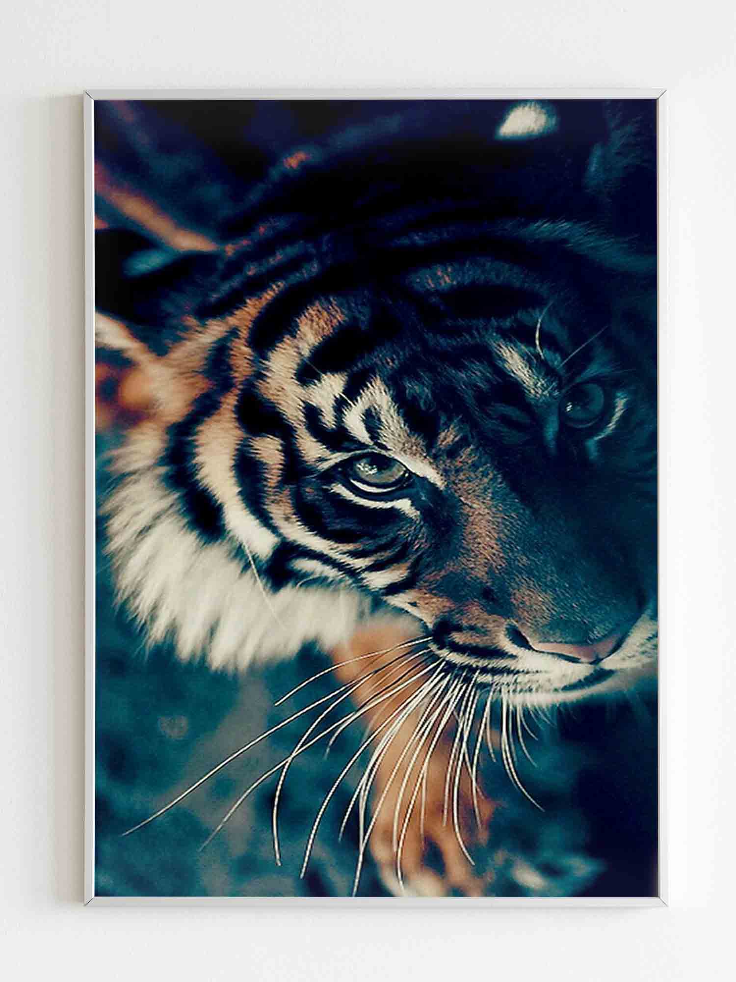 Tiger Animals Poster