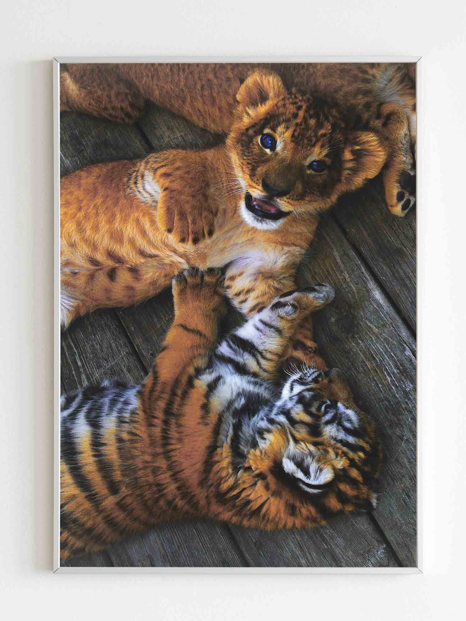 Two Tiger Cubs Poster