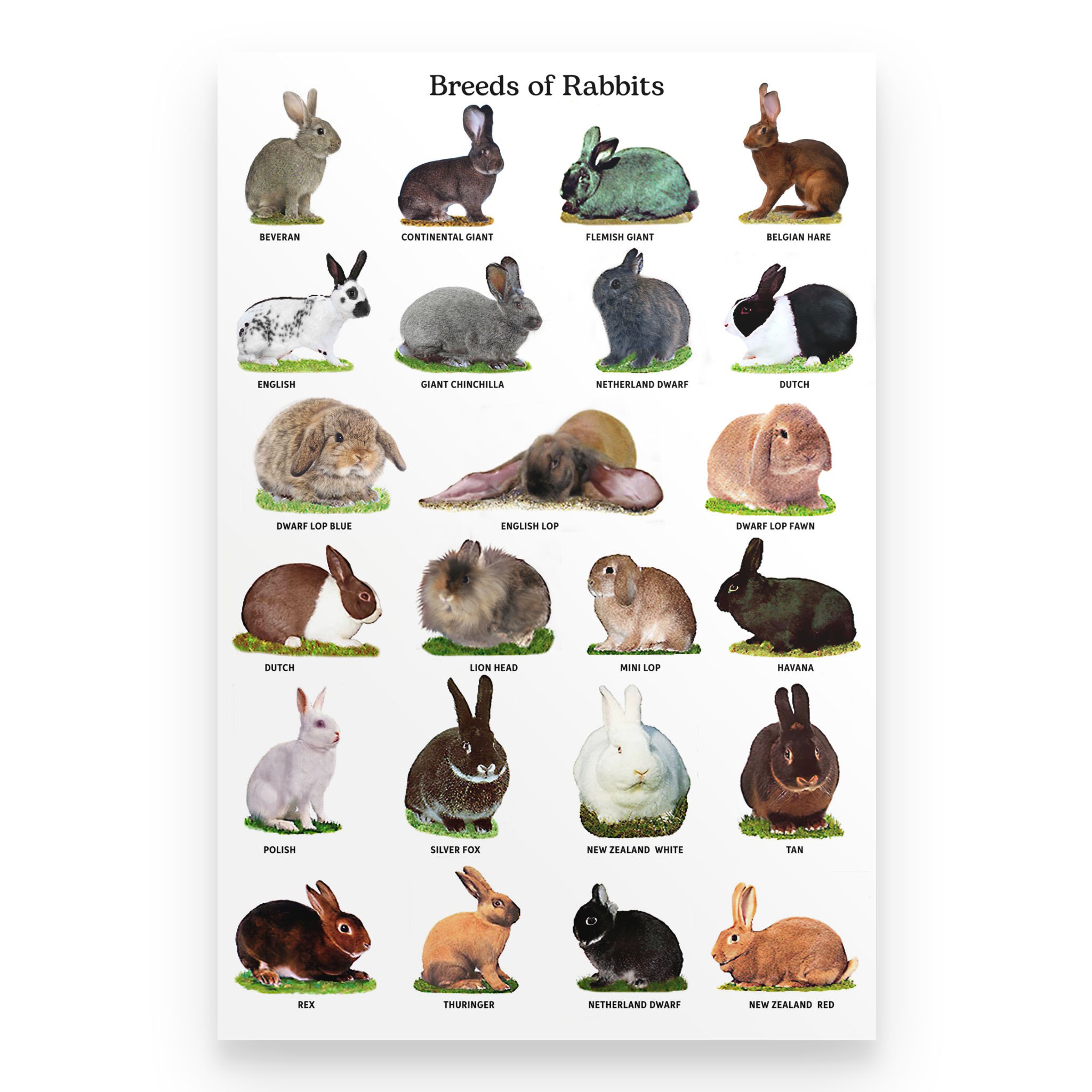 Breeds Of Rabbits Vertical Canvas And Poster – Wall Decor Visual Art