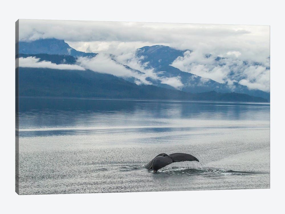 USA, Alaska, Tongass National Forest. Humpback whale diving. Canvas Poster 8″x12″ 12×18″ 18″x26″ 24″x36″ 30″x45″