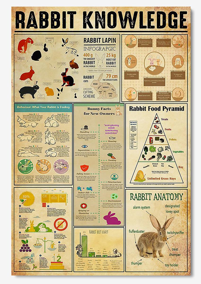 Rabbit Basic Information Animal Knowledge Wall Art For Homeschool Kids Bedroom Decor Poster