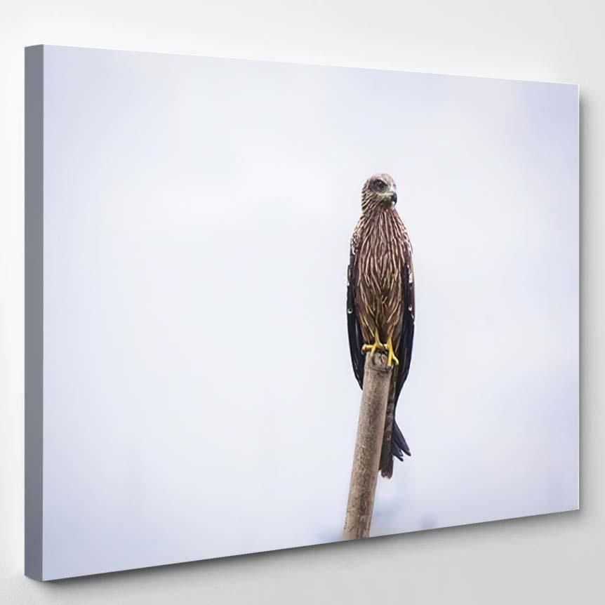 Single Golden Eagle – Eagle Animals Canvas Art Wall Decor Christmas Gift Ideas