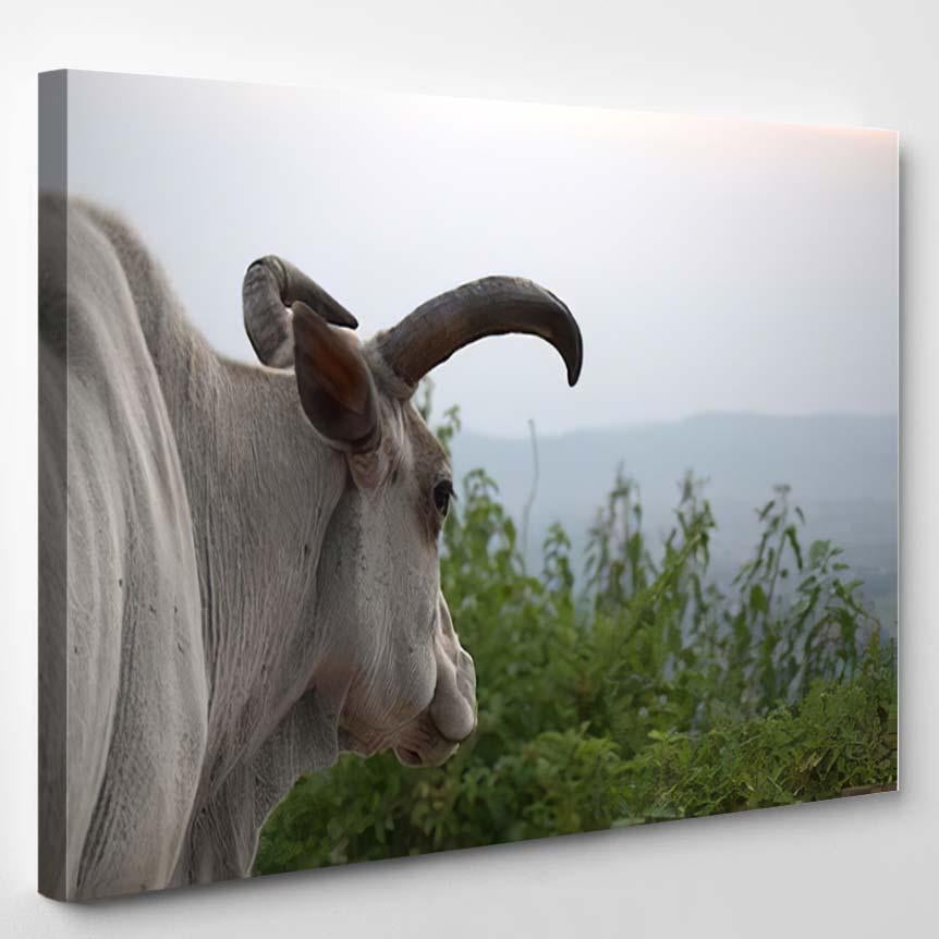 White Bull Big Horns – Bison Animals Canvas Print