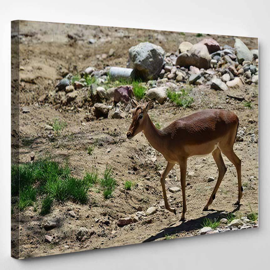 Adult Deer Walking Around – Deer Animals Canvas Print