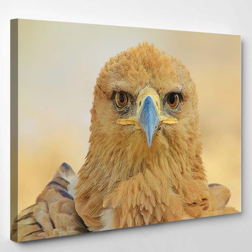 Tawny Eagle Wild Bird Background Glorious – Eagle Animals Canvas Print