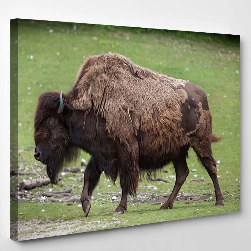 Wood Bison Athabascae Known Mountain – Bison Animals Canvas Print