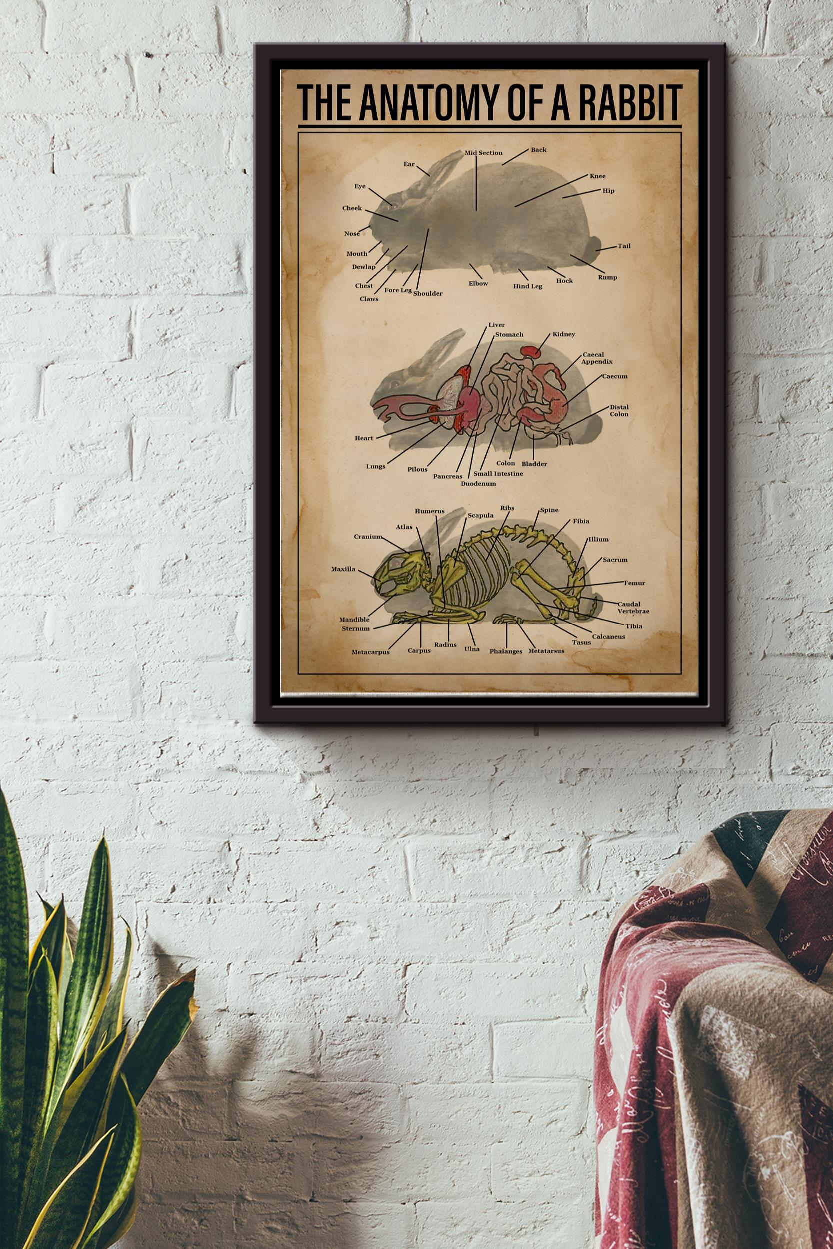 Anatomy Of Rabbit Vintage Poster – Animal Wall Art – Gift For Artist Surgeon Veterinarians Rabbit Lover Framed Matte Canvas