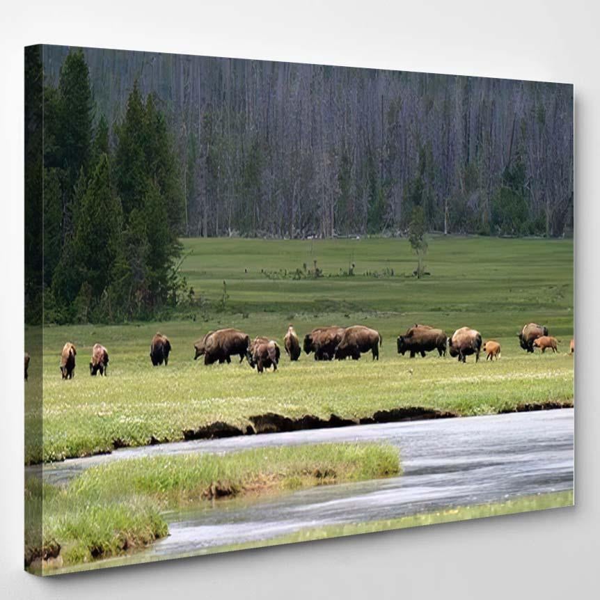 American Bison Yellowstone National Park Wyoming – Bison Animals Canvas Print