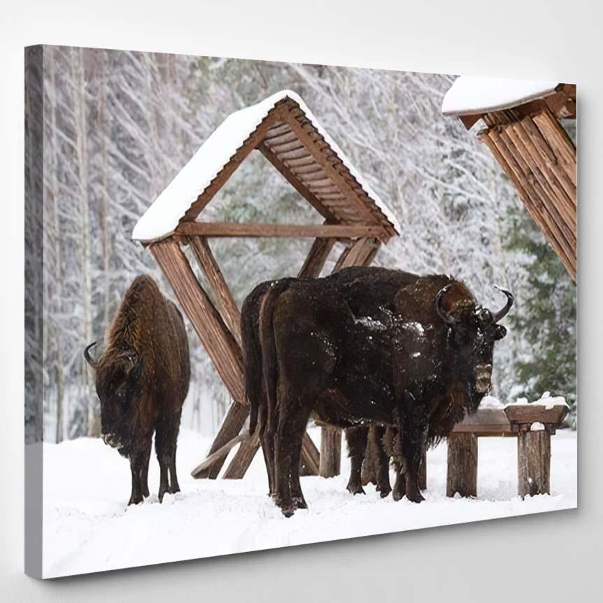 Several Wild Bison Near Feeders Motherly – Bison Animals Canvas Print