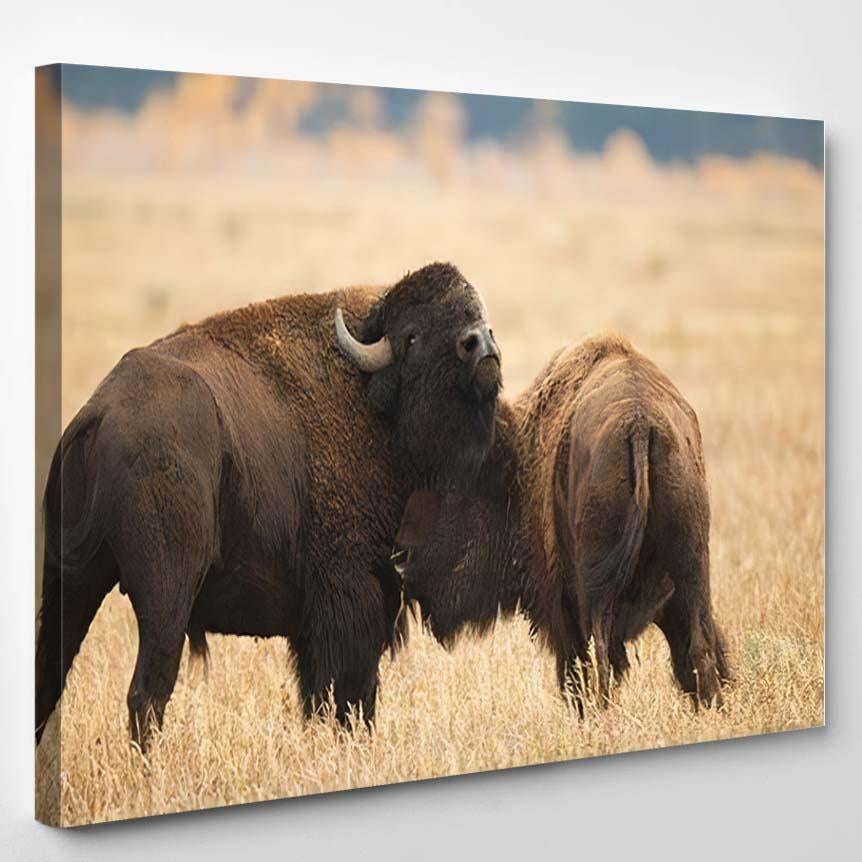 American Bison Grand Teton Yellowstone Nps – Bison Animals Canvas Print