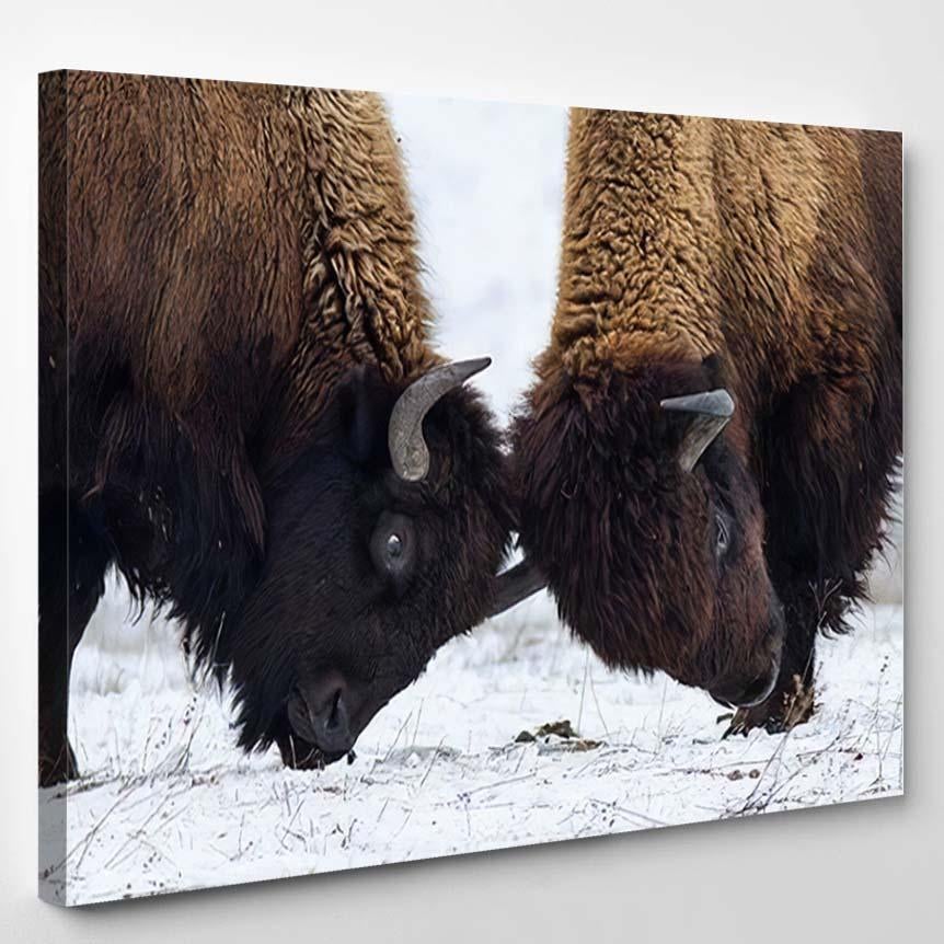 Two American Bison Butting On Snow – Bison Animals Canvas Print