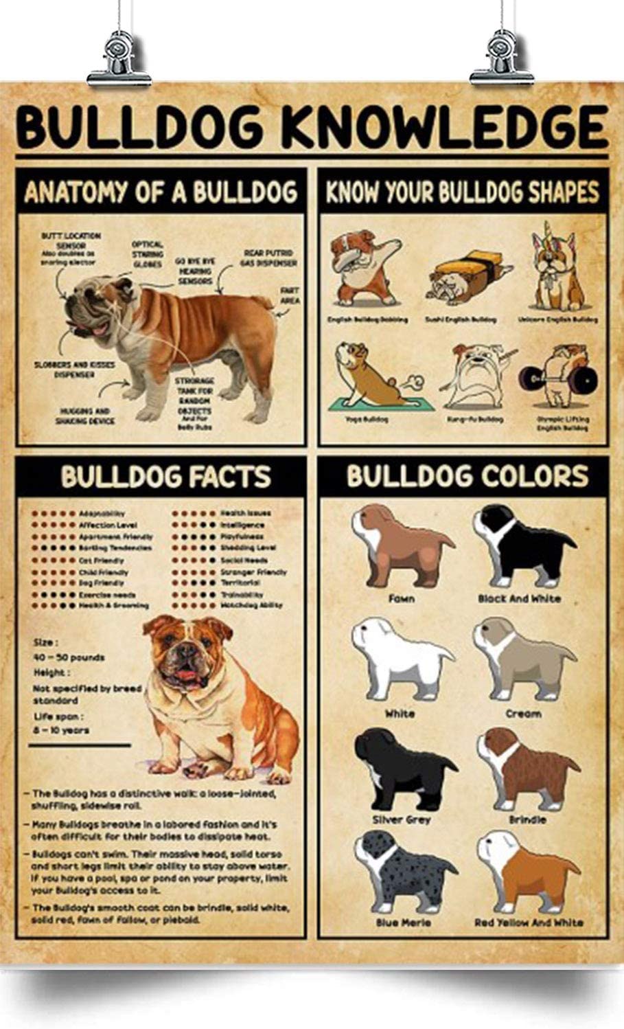 Bulldog Vertical Poster-Bulldog Knowledge-Home Decoration Poster, Wall Poster, Home And Room Decoration, Gifts For Friends And Relatives, Souvenirs.