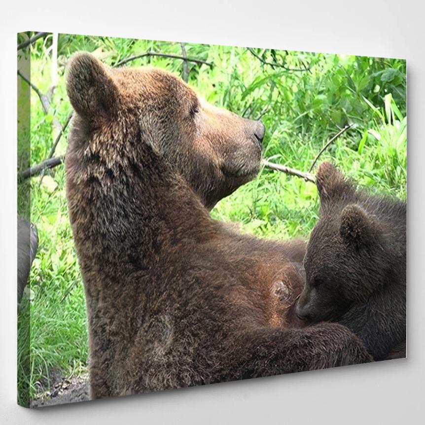 Portrait Mother Bear Feeding Cub Lovely – Bear Animals Canvas Print