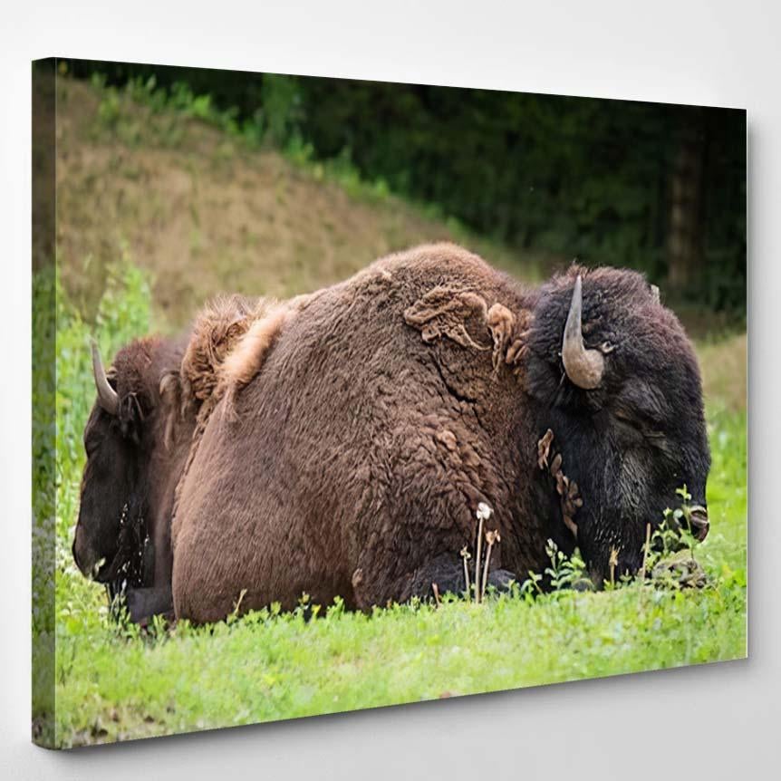 Two Bisons Sleep Nature – Bison Animals Canvas Print