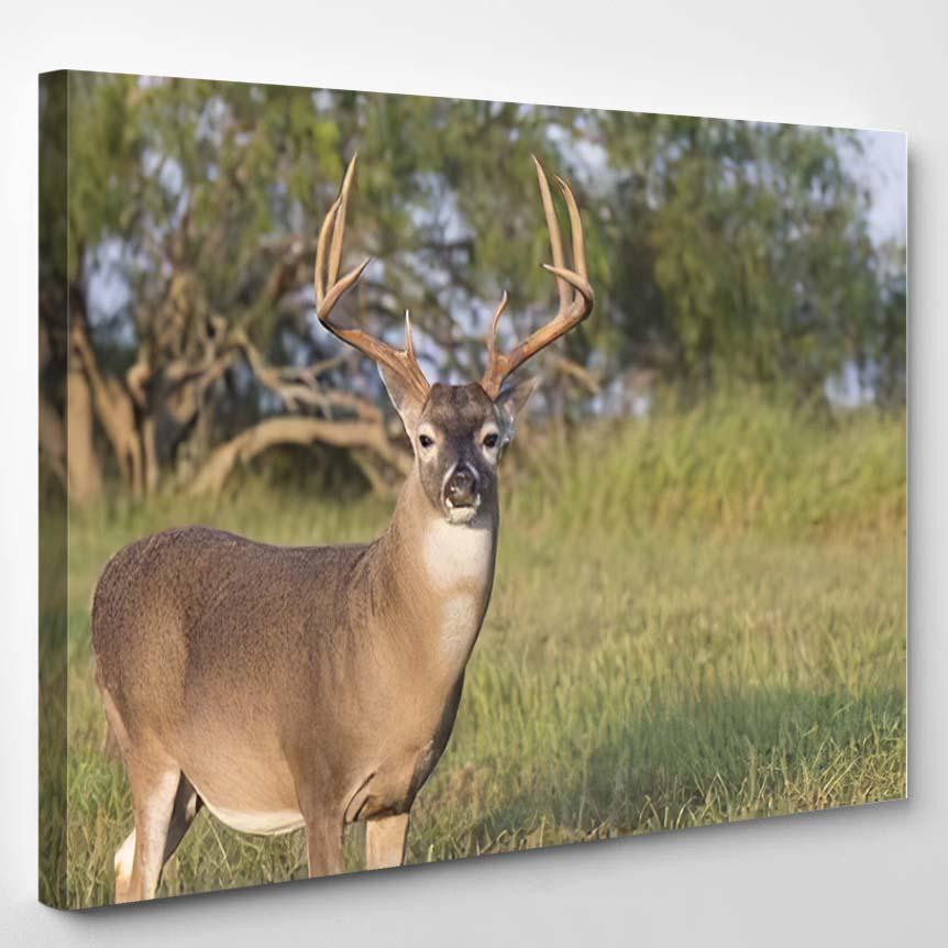 Texas Whitetail Deer Buck – Hunting And Fishing Canvas Print